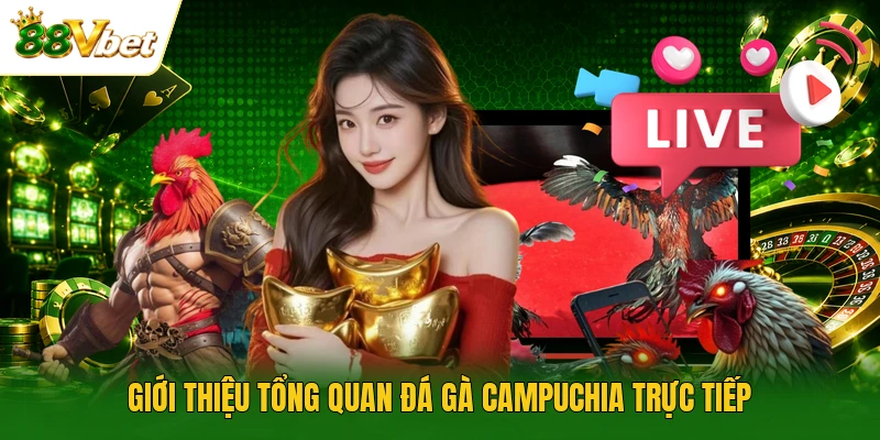 Giới thiệu tổng quan đá gà Campuchia trực tiếp